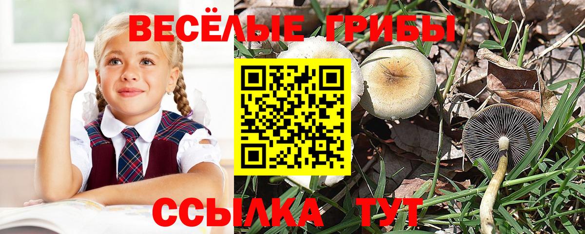 Галлюциногенные грибы Psilocybine cubensis Архангельск